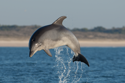 Golfinho_Sado