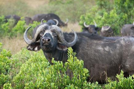 mara-safari-com-zanzibar-1070_2.jpg